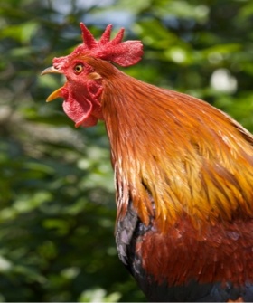 Rooster crowing